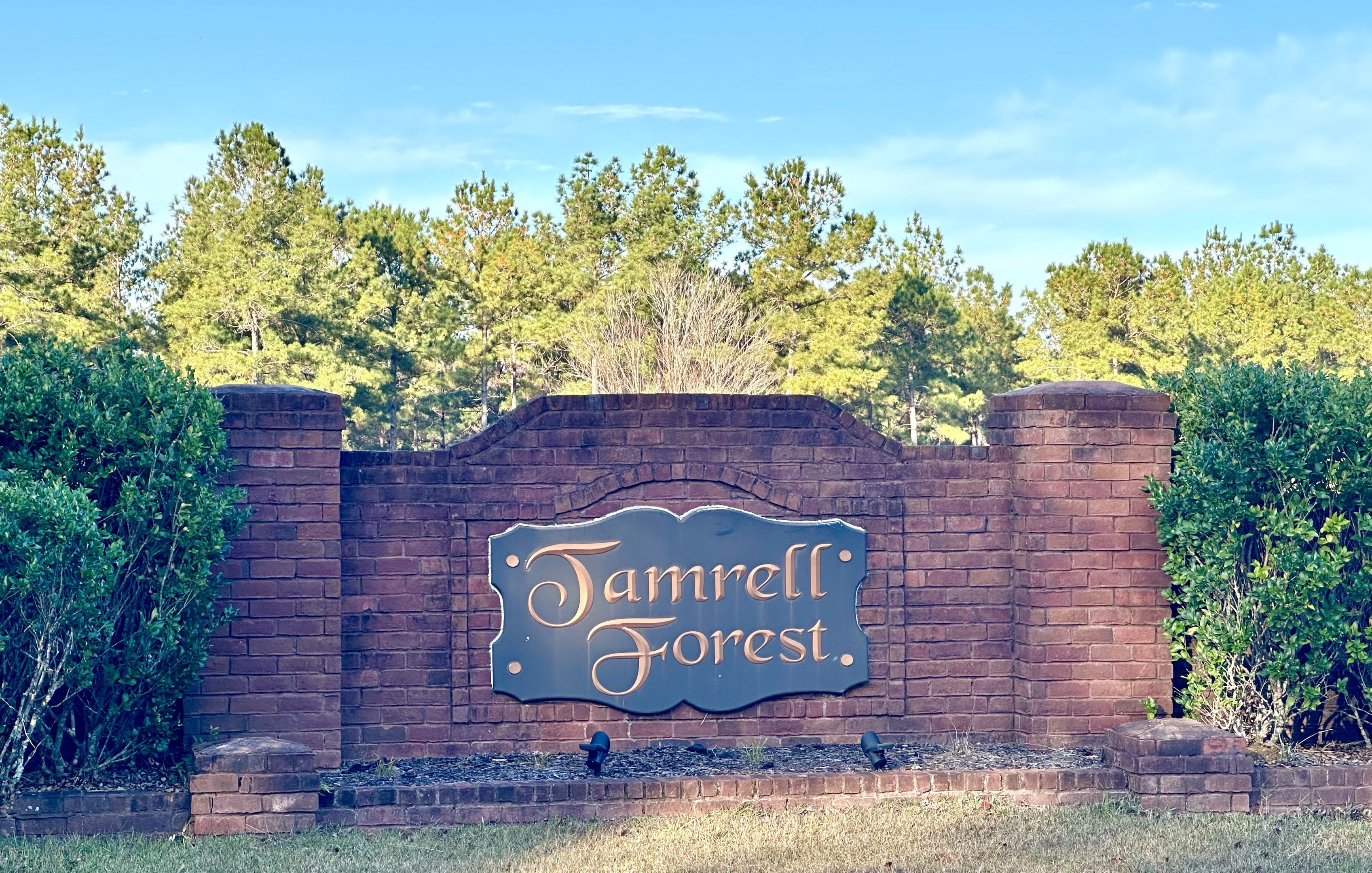Tamrell Forest